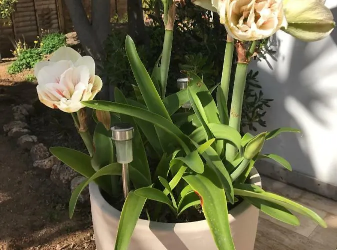 Апартаменти Casa Holandaluzas Near Beach, With Salt Water Pool And Private Parking *