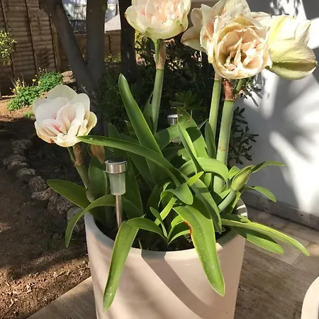 Διαμέρισμα Casa Holandaluzas Near Beach, With Salt Water Pool And Private Parking *